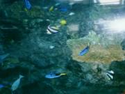 aquarium