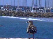 seagull